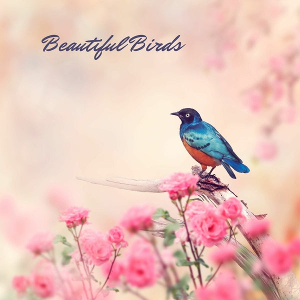 Beautiful Birds - Zayra Mo