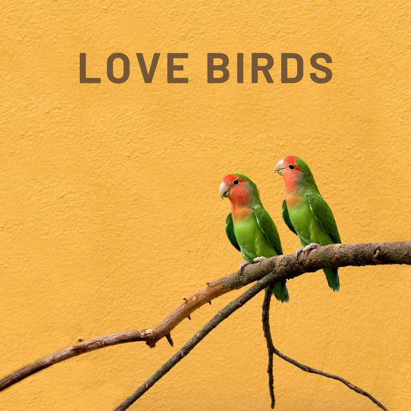 Love Birds - Zayra Mo
